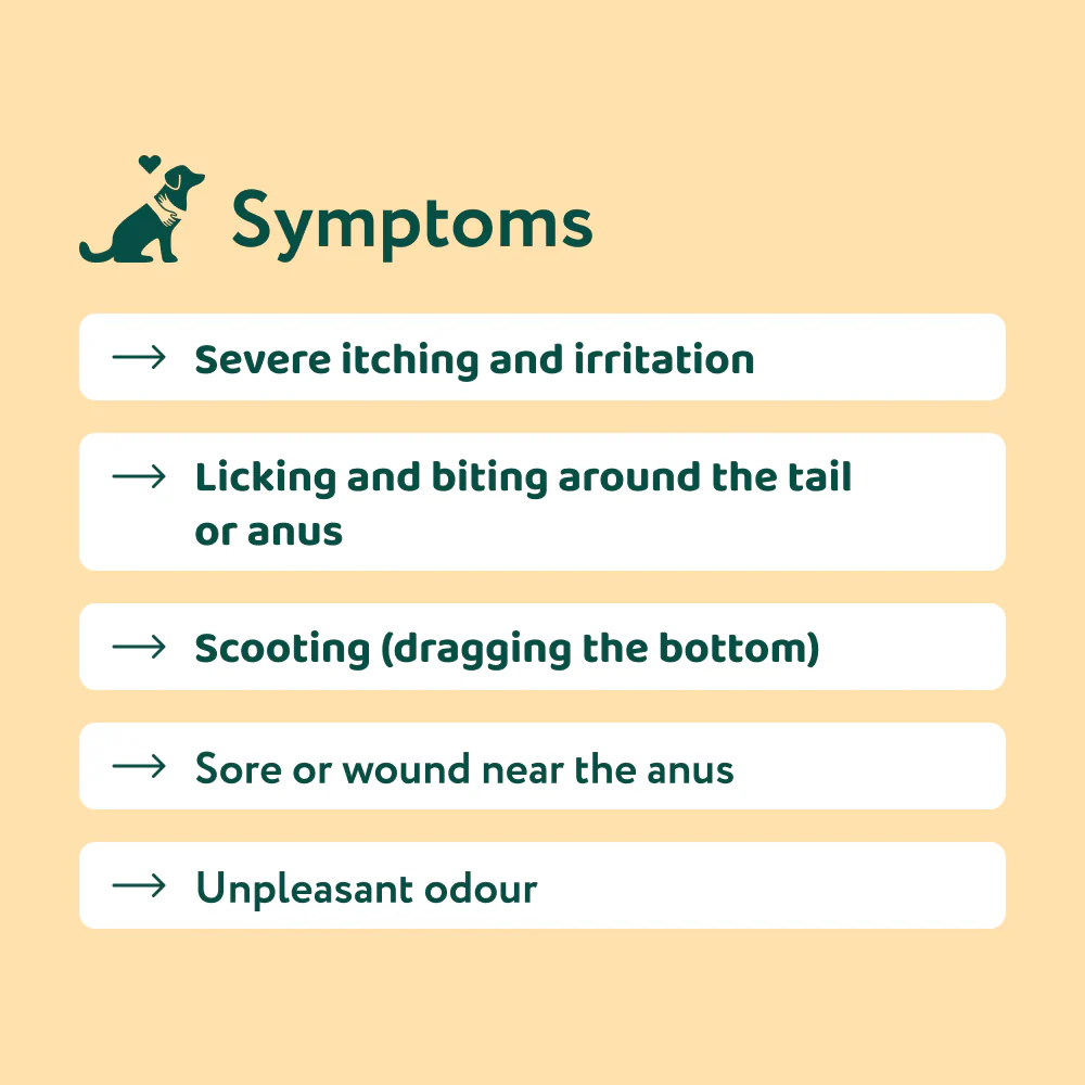 Anal Glands 🌿 100% natural 🫙 60 soft chews - Image 3