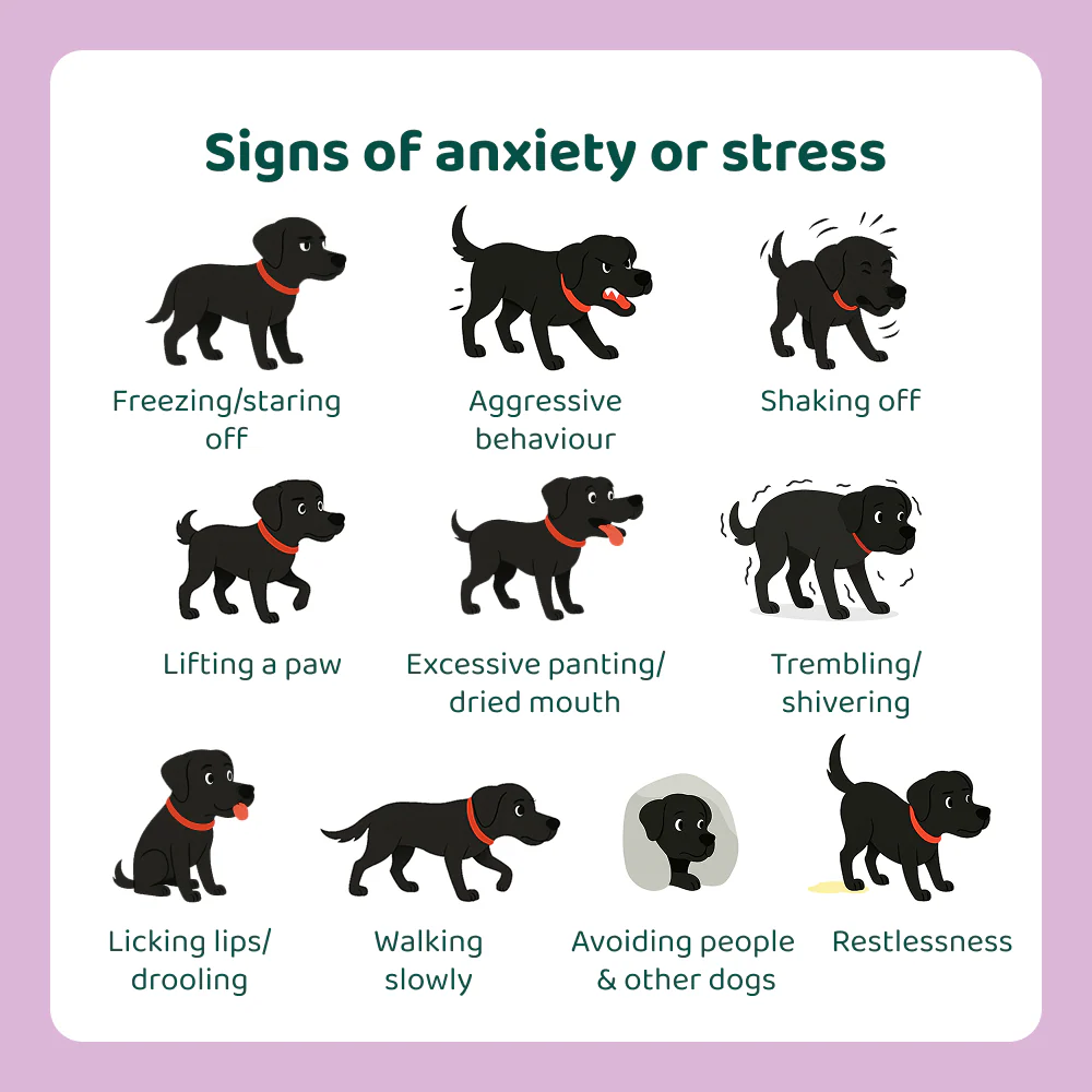 Anxiety & Stress Relief 🌿 100% natural 🫙 60 soft chews - Image 3