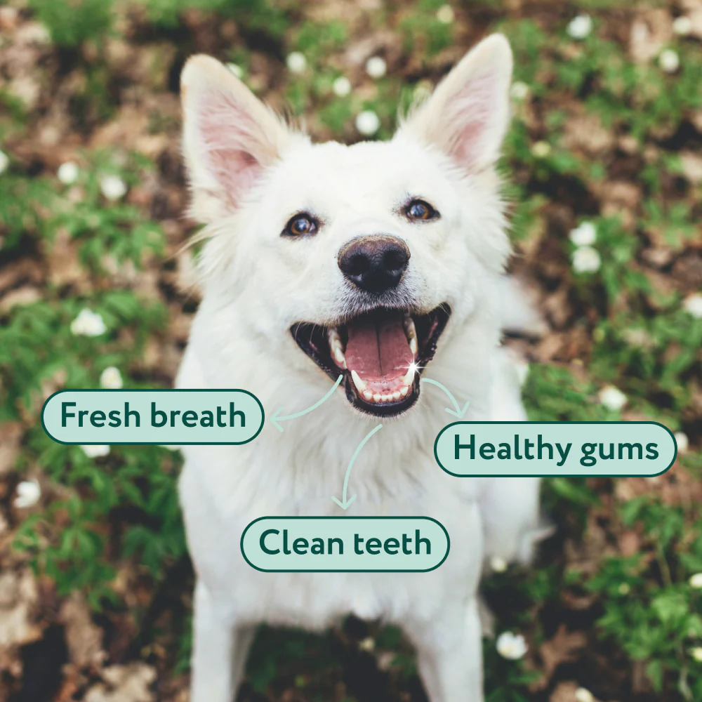 Dental Bright™ 🌿 100% natural 🫙 60 scoops - Image 5