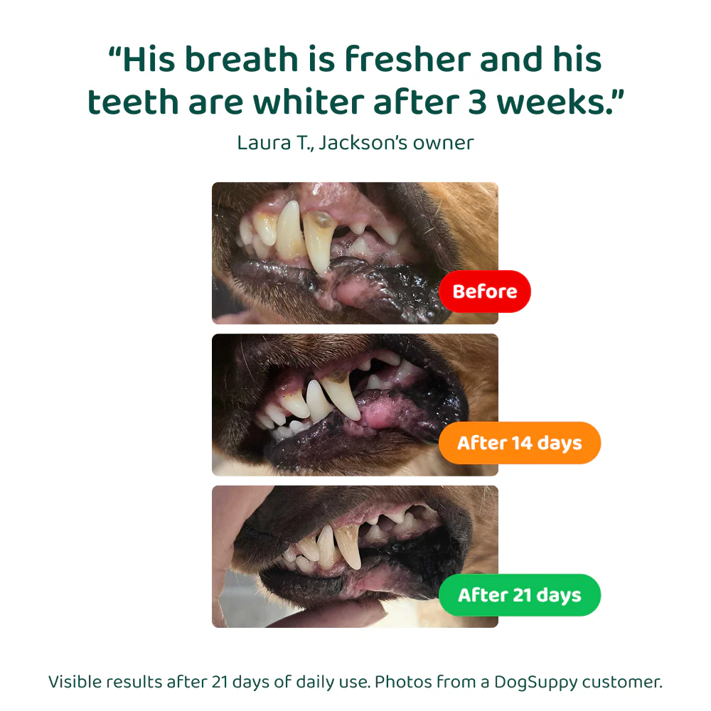 LargeDog⁺ Dental Bright™ 🌿 100% natural 🫙 60 scoops - Image 12