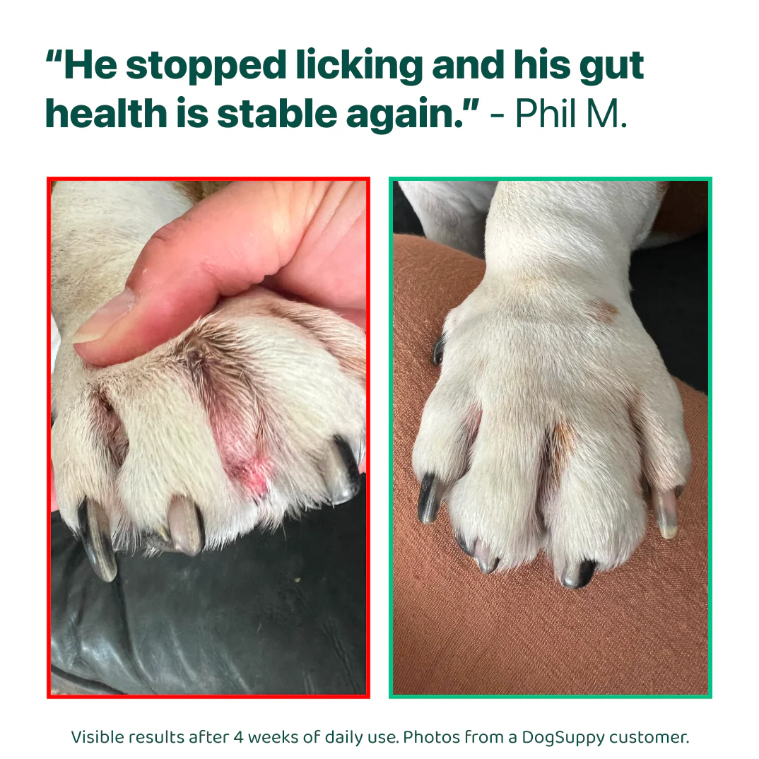 LargeDog⁺ Itch Relief Probiotics Forte 🌿 100% natural 🫙 90 soft chews - Image 11