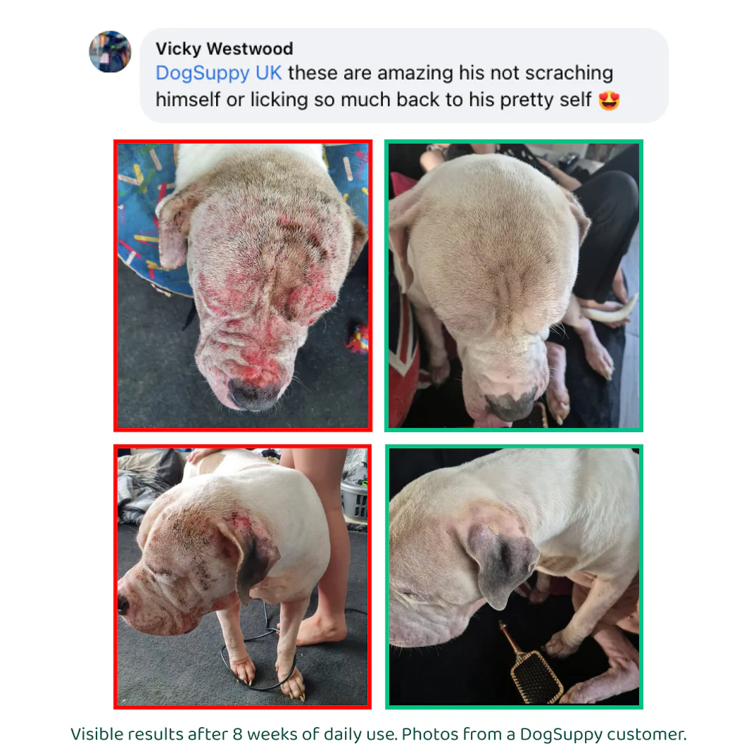 LargeDog⁺ Itch Relief Probiotics Forte 🌿 100% natural 🫙 90 soft chews - Image 12