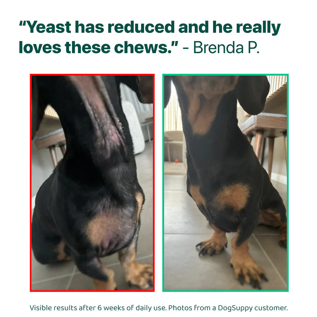 LargeDog⁺ Itch Relief Probiotics Forte 🌿 100% natural 🫙 90 soft chews - Image 14